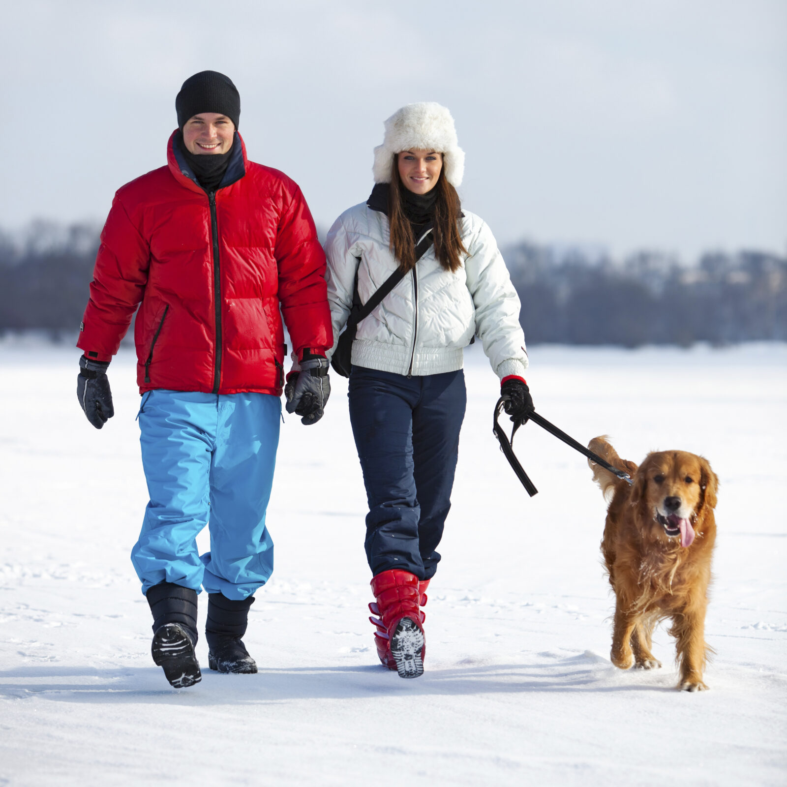 how to avoid your dog getting too cold