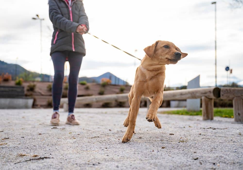 how to handle reactive dogs