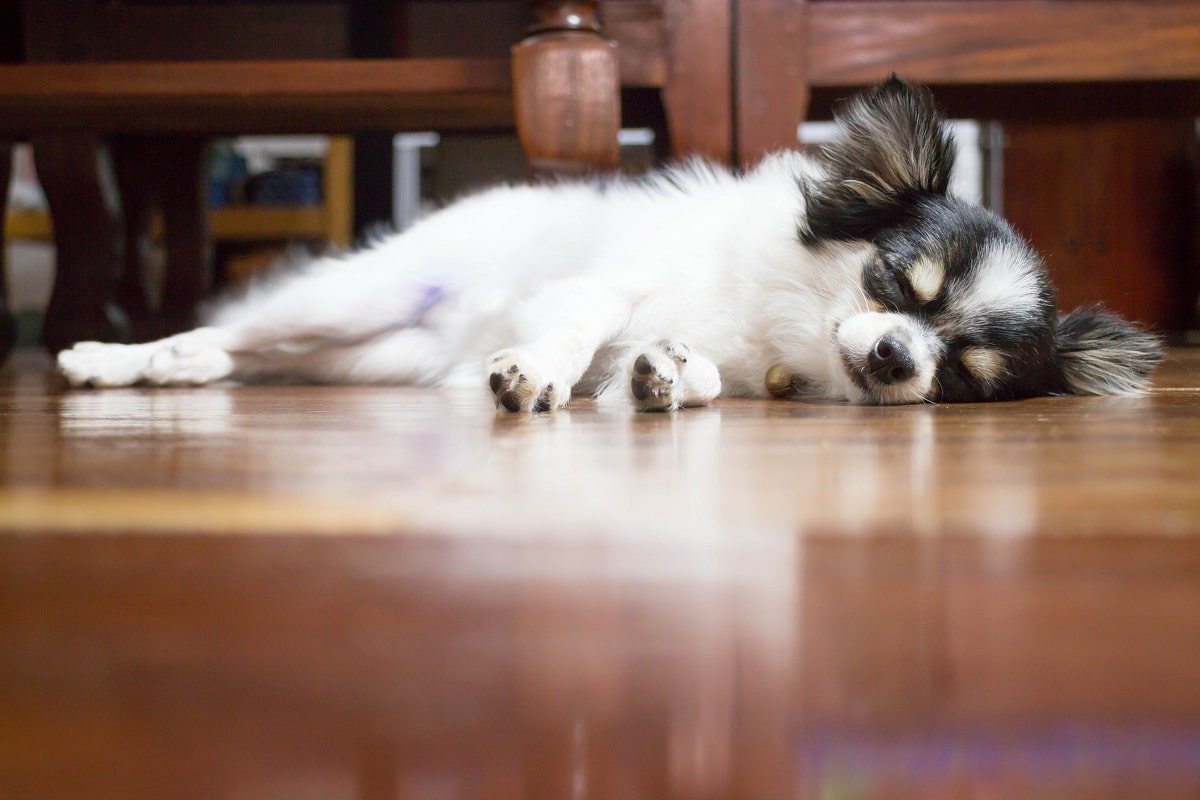 increased sleeping is a sign of stress in dogs