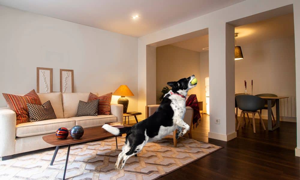 indoor fetch