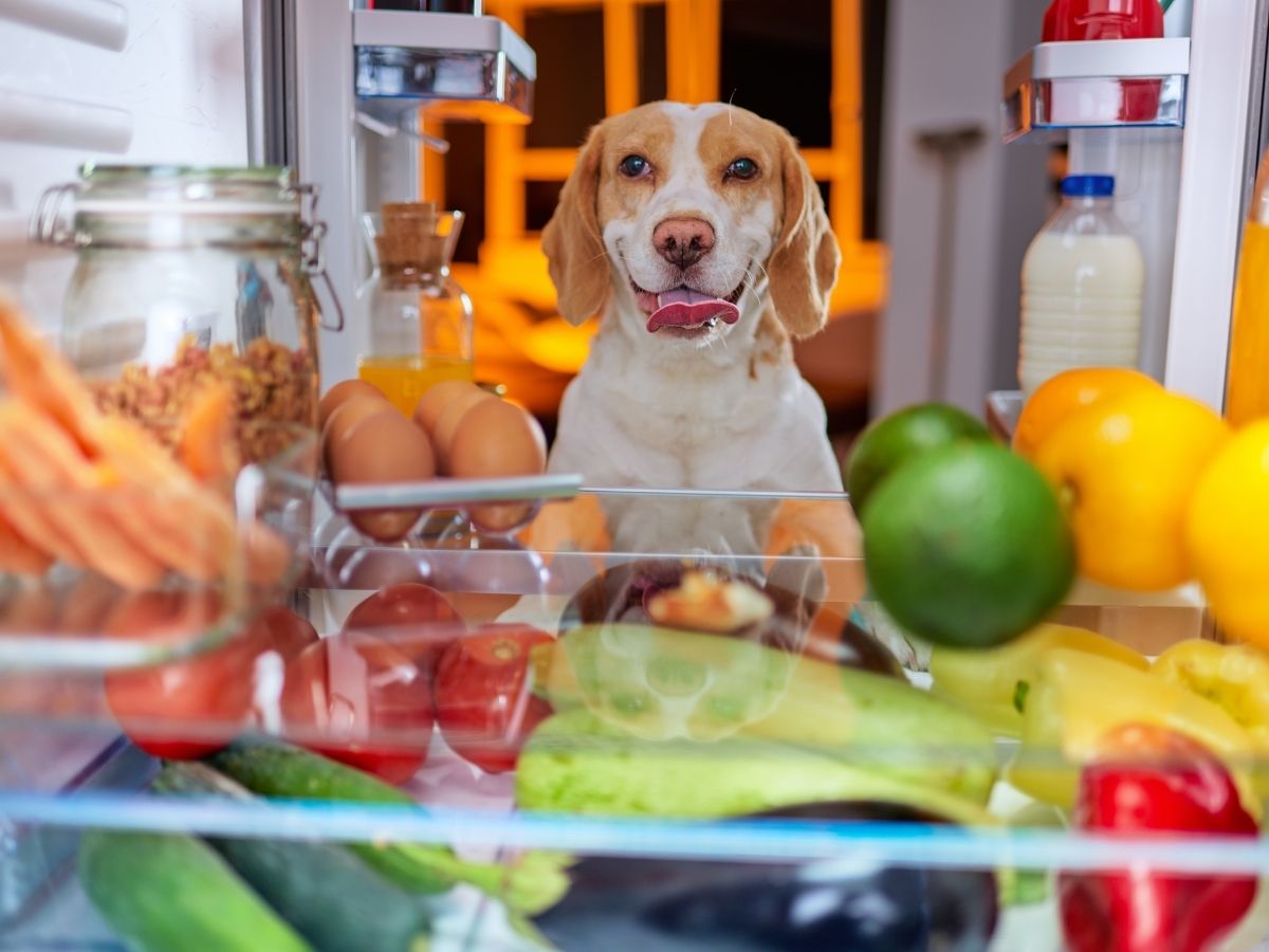 keeping food safe from pets