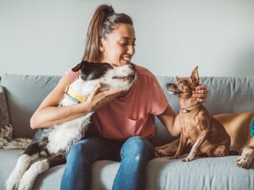 tips for keeping pet sitter safe