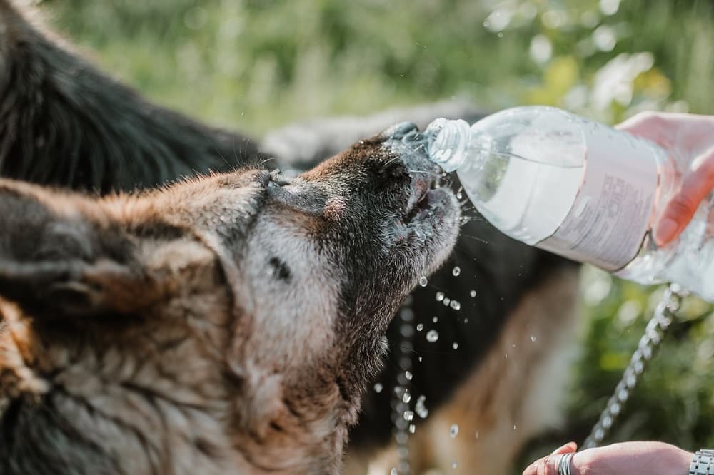 keep your dog hydrated in the heat of the summer