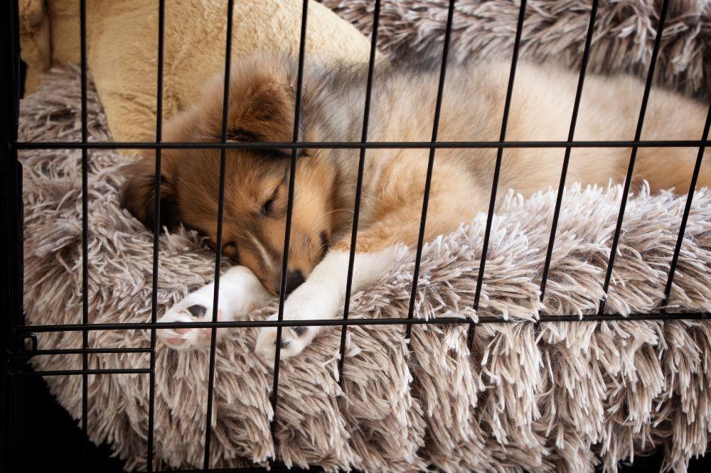 Tips on kennel outlet training your puppy