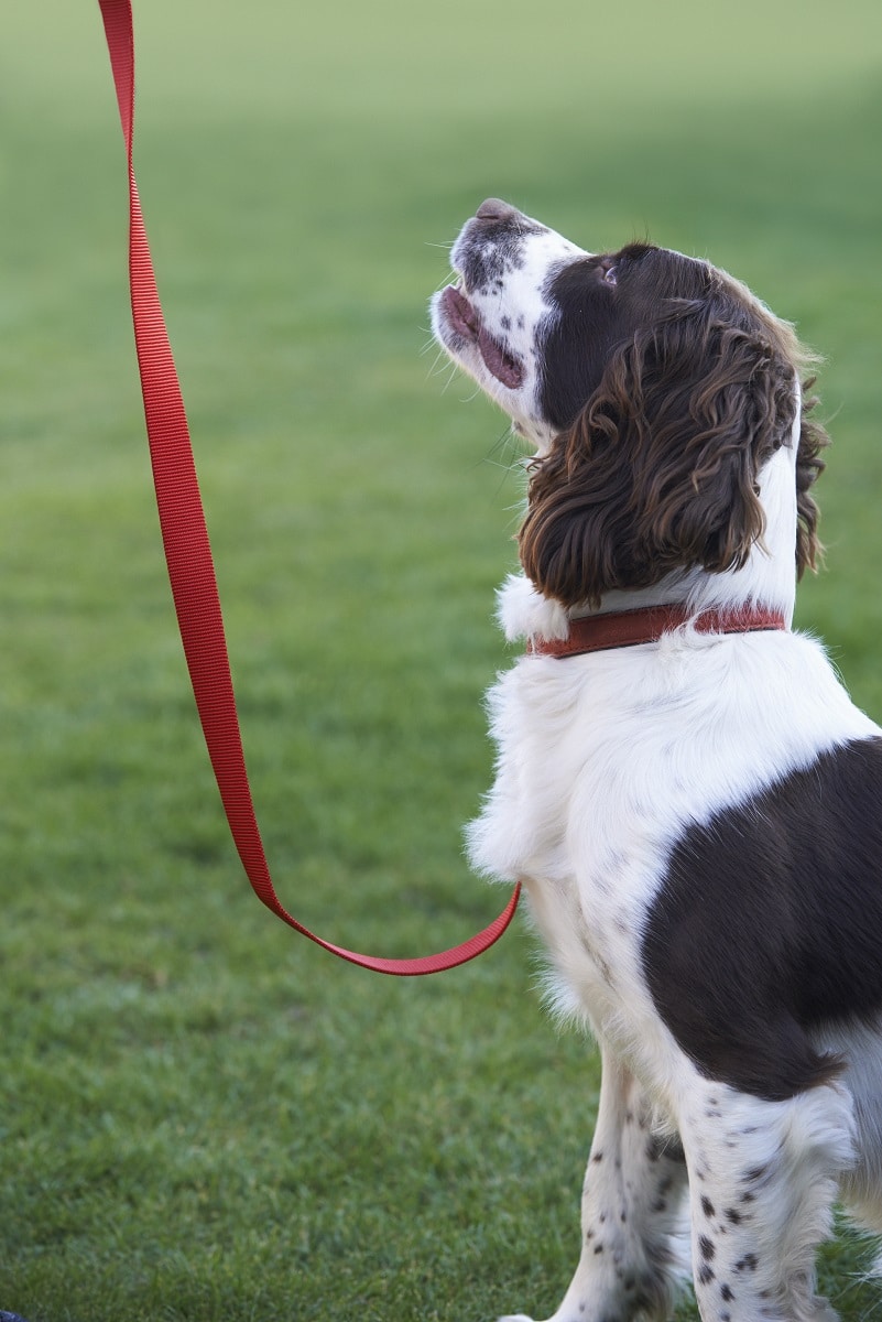 leash training tips