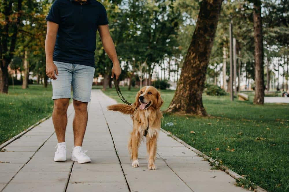 neighborhood dog walk