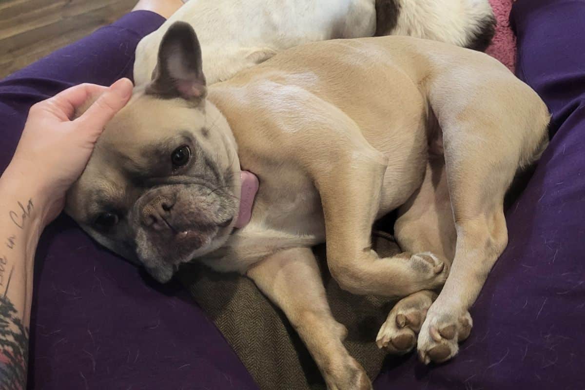 overnight pet sitting