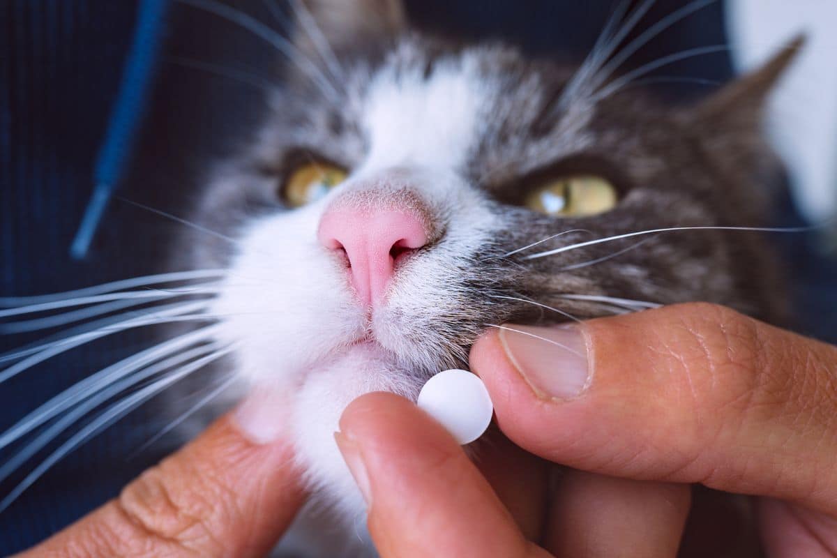 pet medicine information for pet sitters
