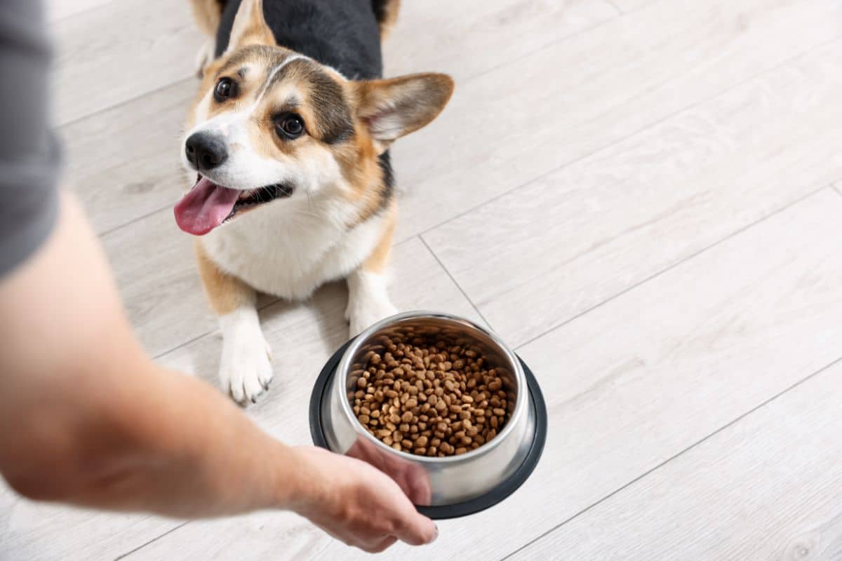 pet routine information