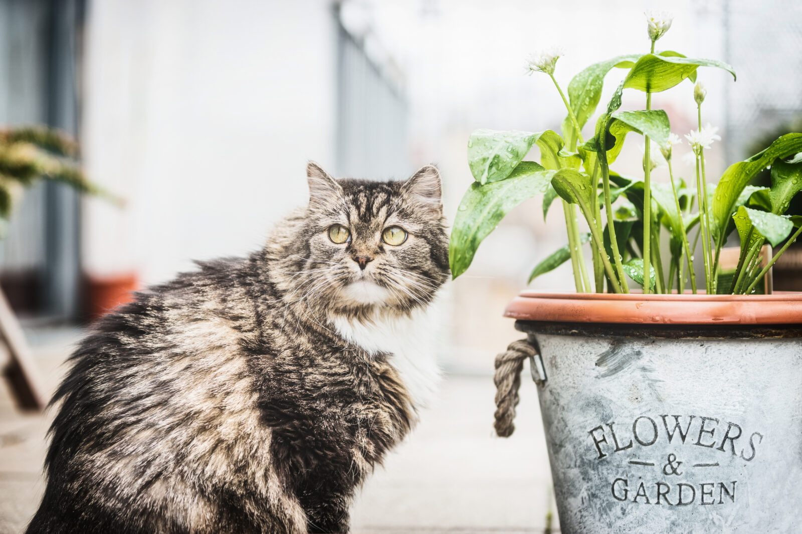 pet safety tips on house plants