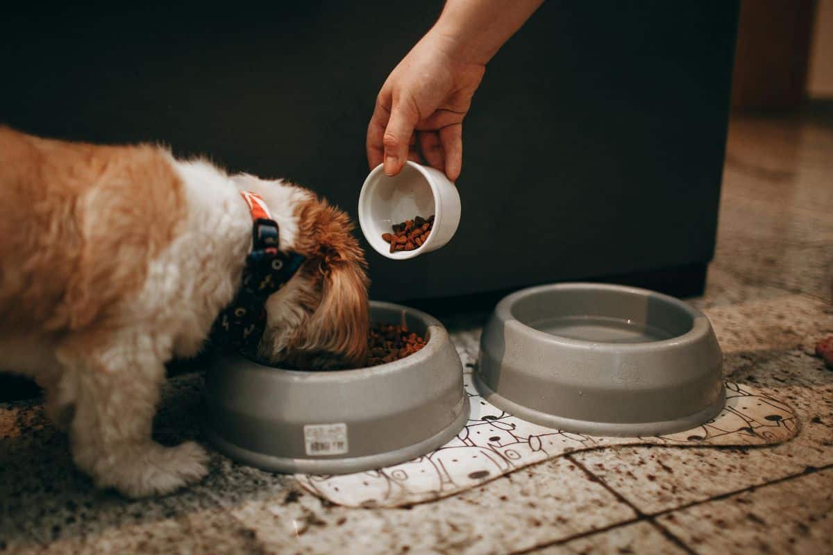 pet sitter following pet care instructions