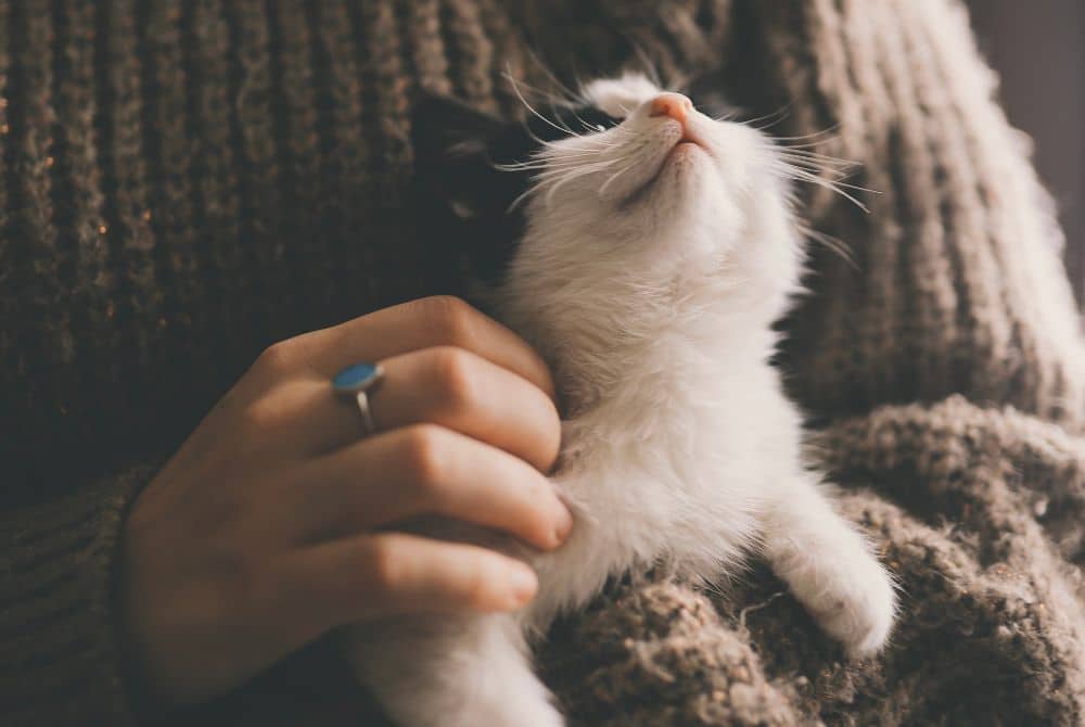 The Benefits of Pet Sitting for Cats - Latchkey Pets