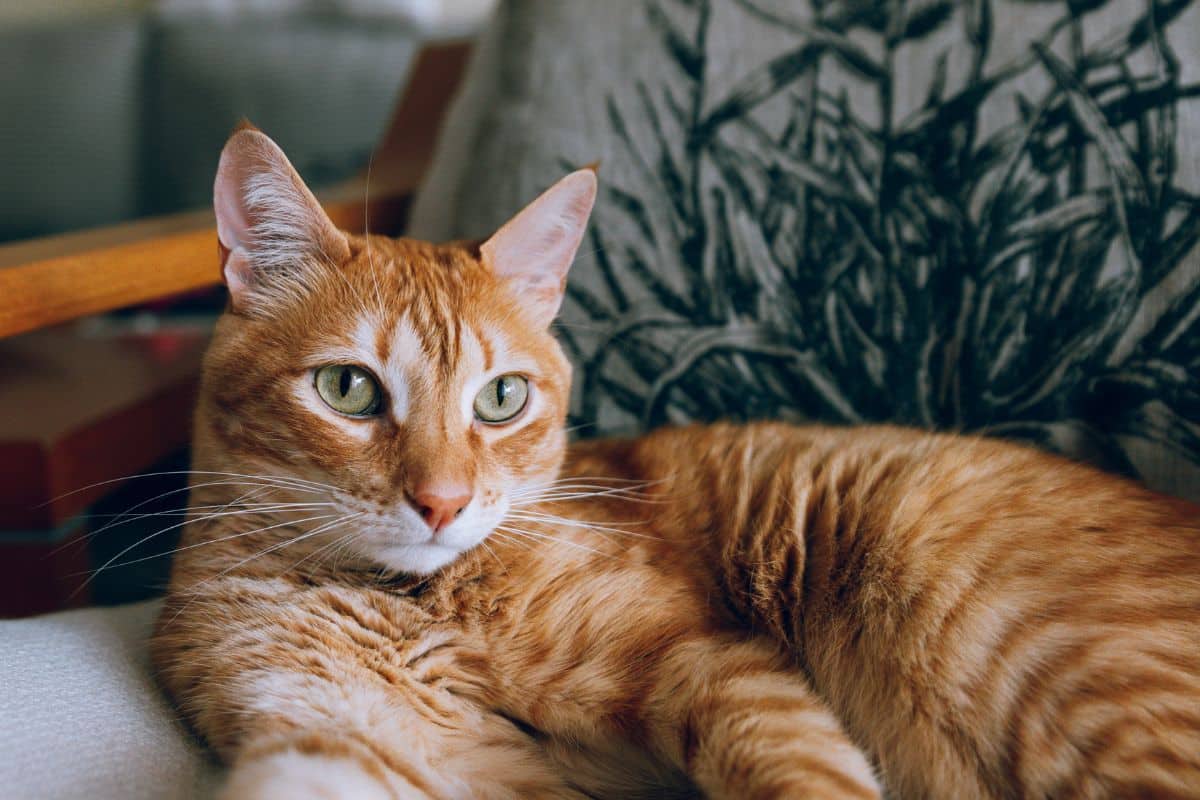 pet sitter visits
