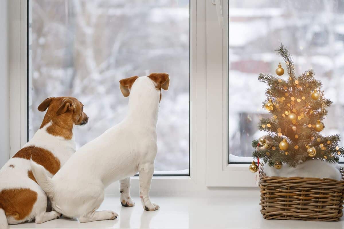 pet sitting during bad weather