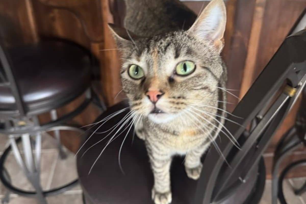 pet sitting near me