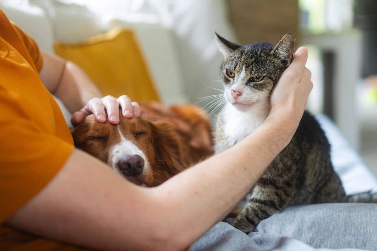 pets relaxing with latchkey pets sitter