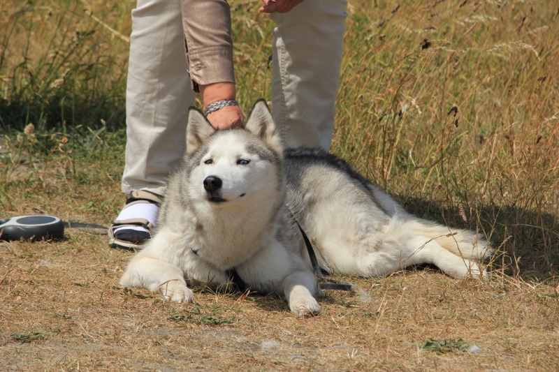 petting unfamiliar dogs