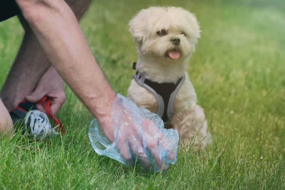 dog owner picking up dog waste with a bag during a walk