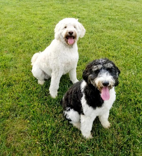 puppy play days kansas city