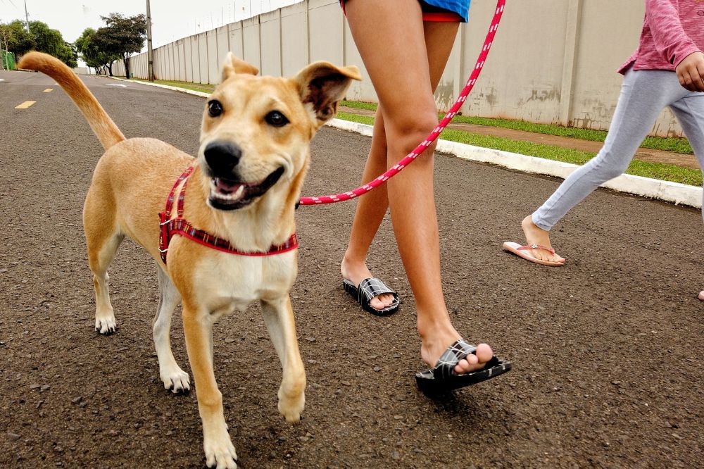 Regular Dog Walks: How Often Should I walk My Dog?