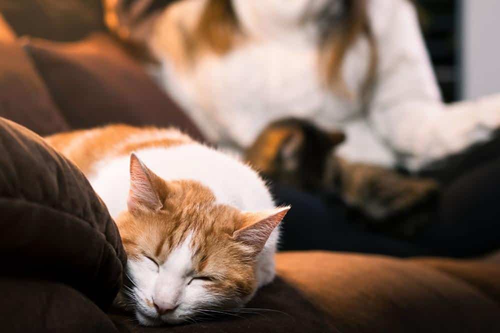 relaxing with pet during pet visit