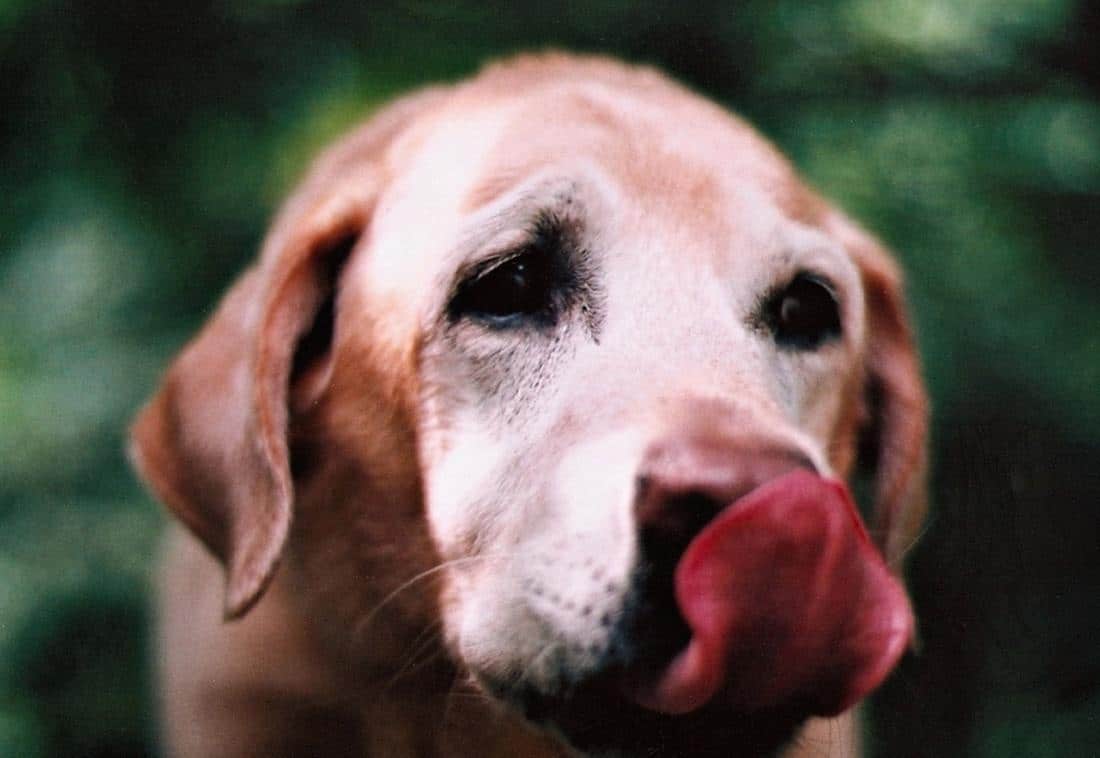 dog licking due to anxiety