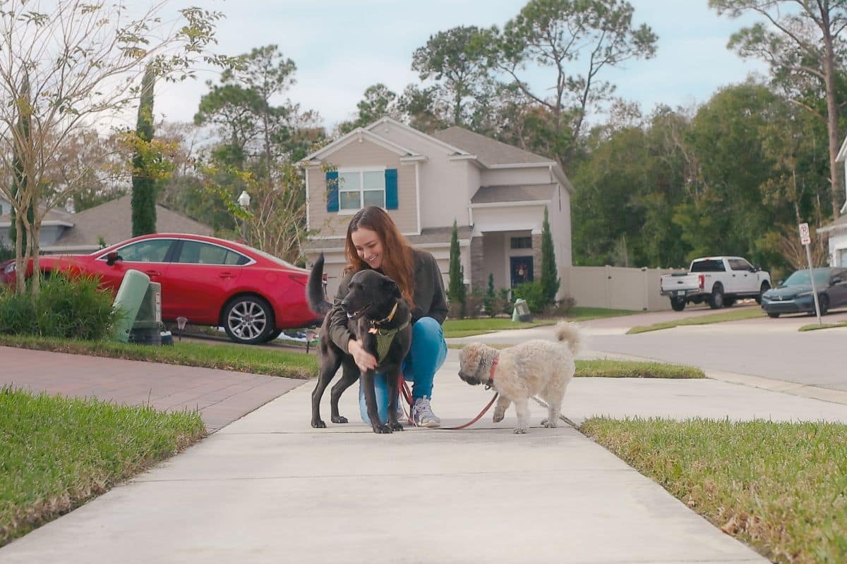 senior dog gentle walk