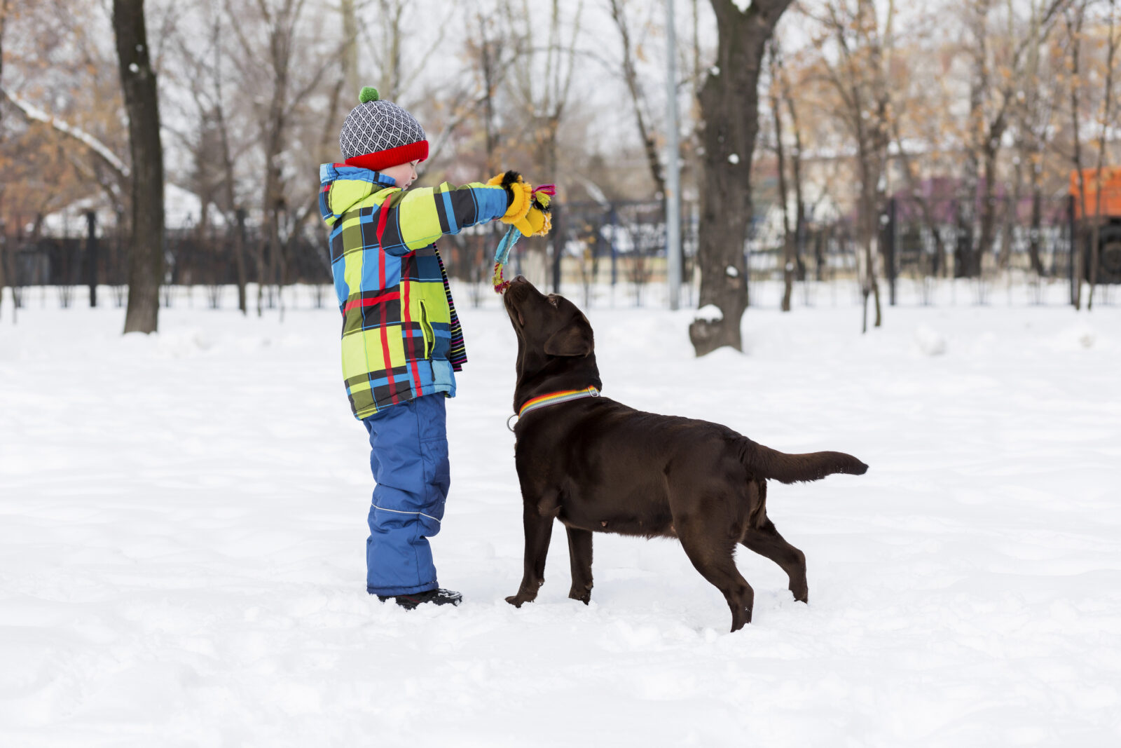 signs your dog is too cold