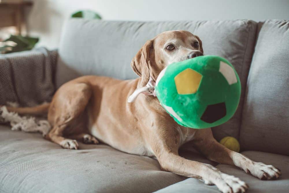 sitter playing with pet