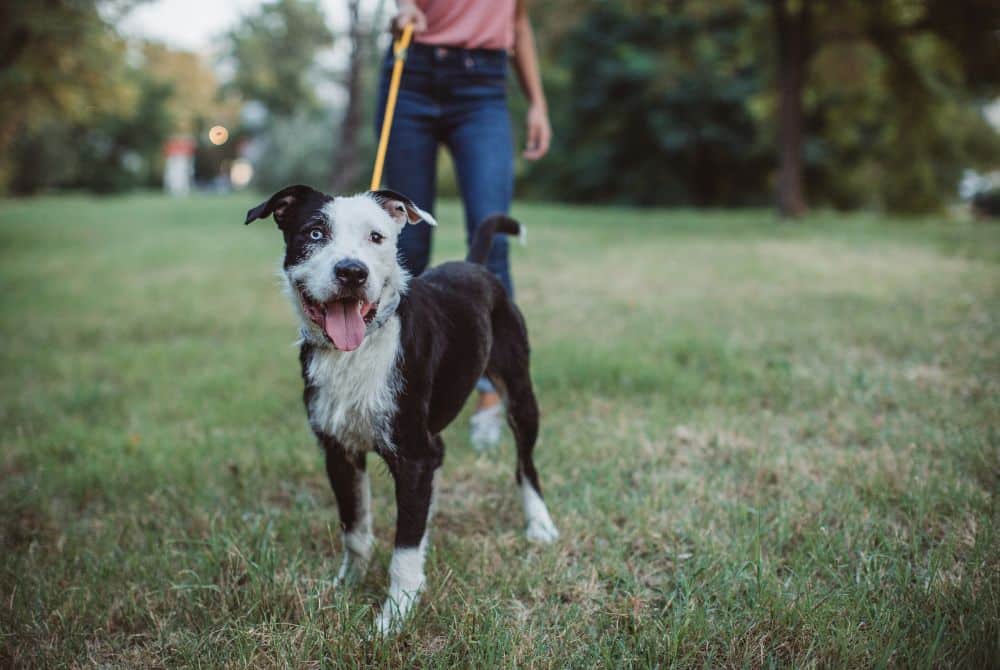 sitter walking pet