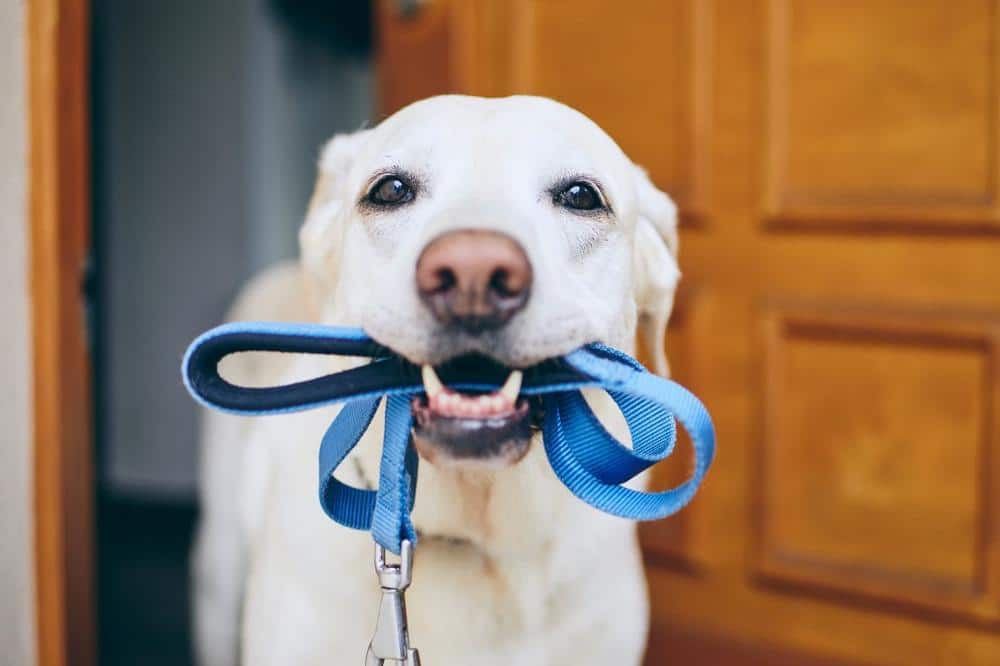 Boredom in Dogs: Signs Your Dog is Begging for Attention