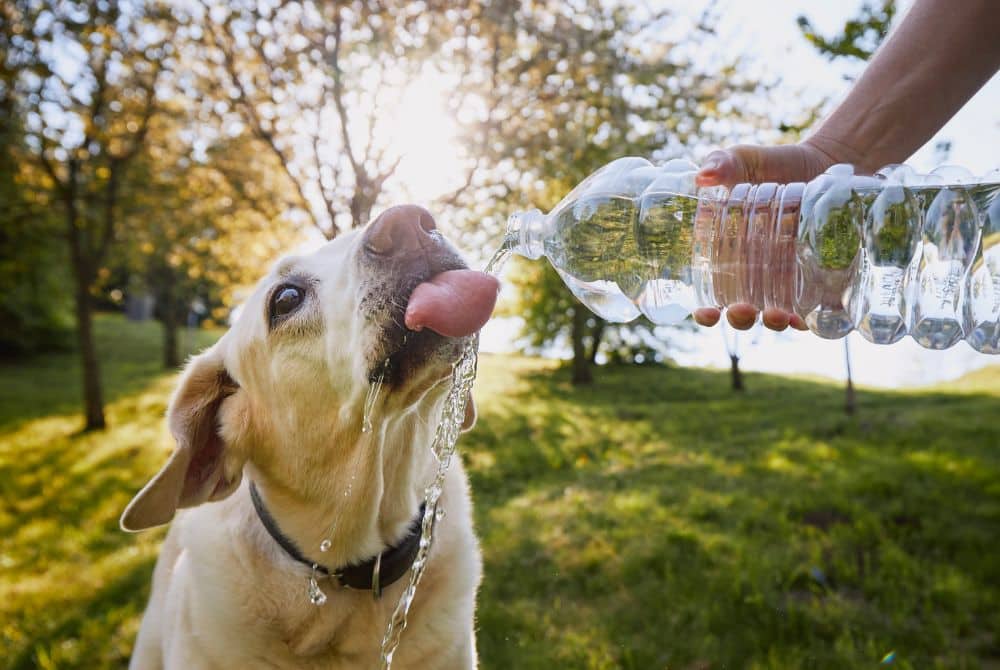 Dog drinking water from water bottle during a hot weather walk