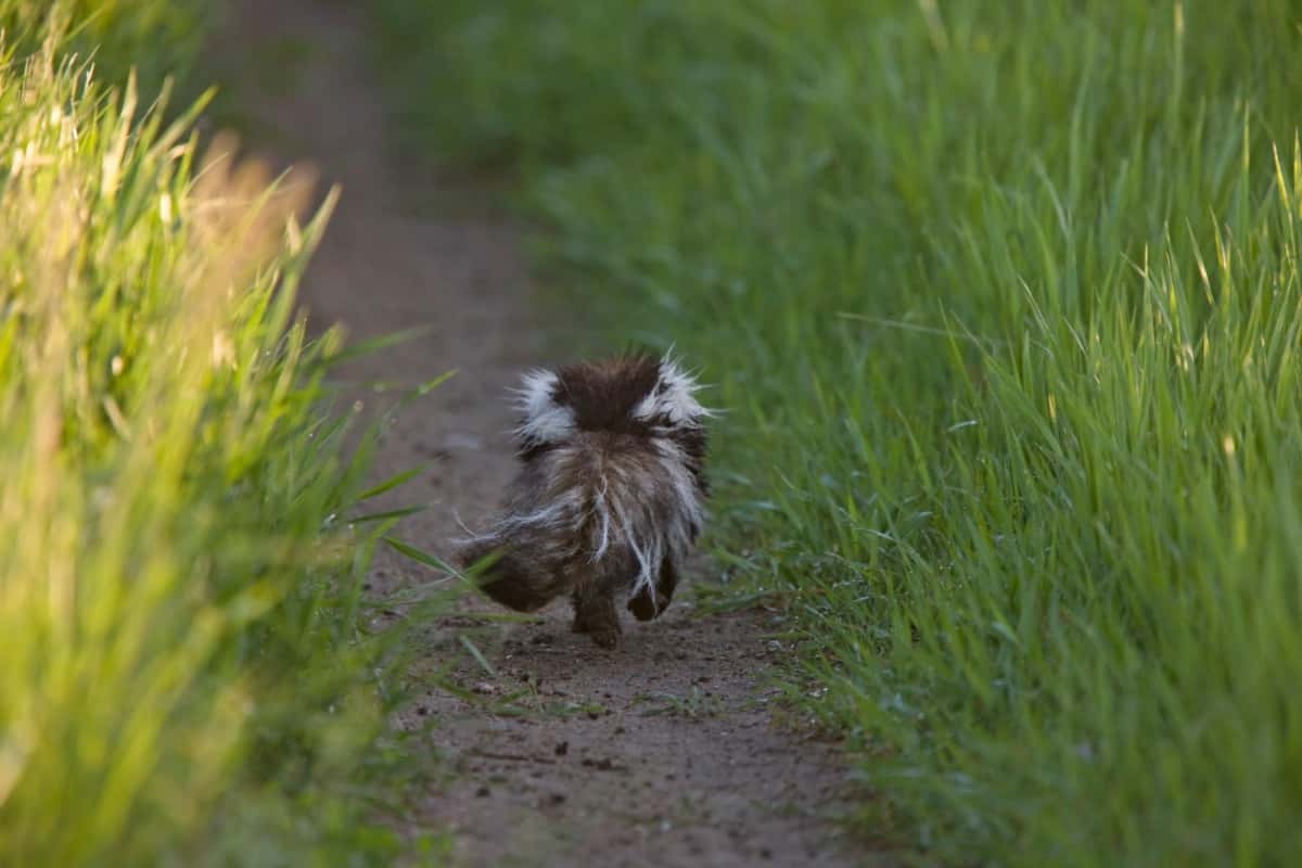 warning signs to notice before getting sprayed by a skunk