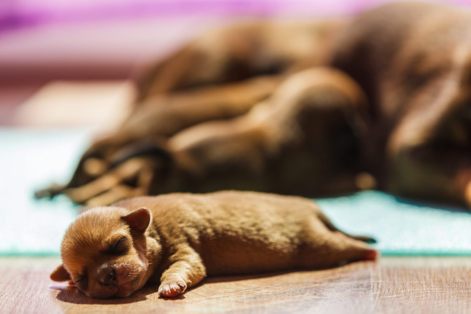 transitional puppy behavior stage