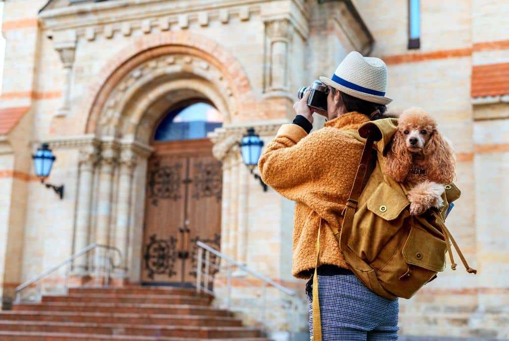 traveling with pets