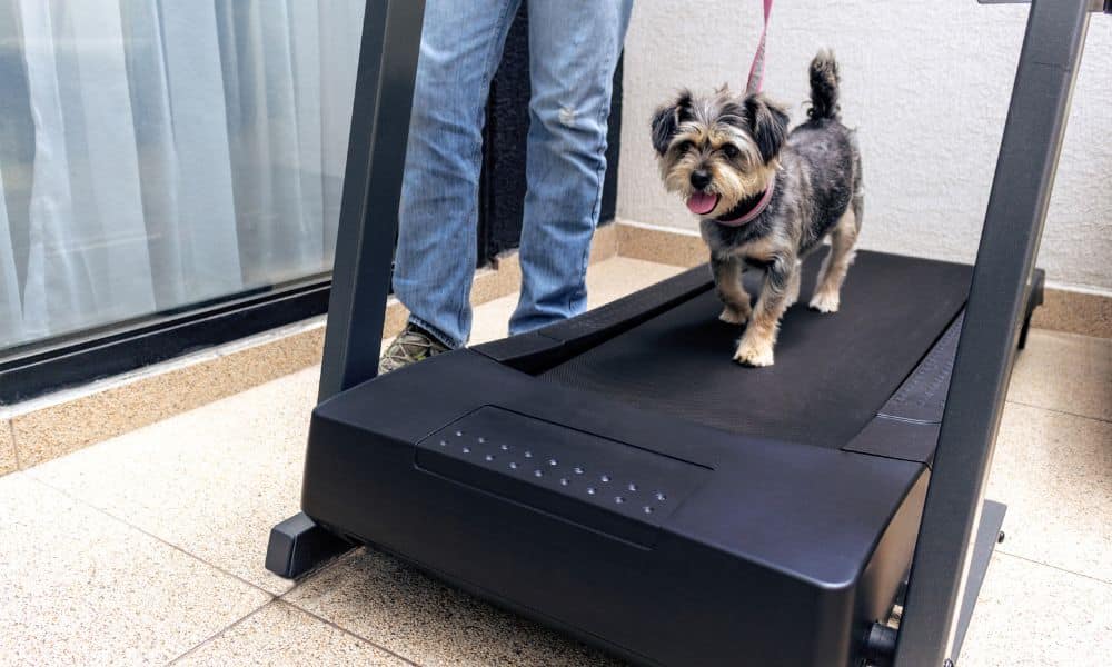 treadmill dog routine