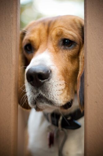 treating separation anxiety in pets