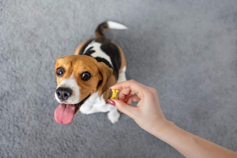 using food to dog train