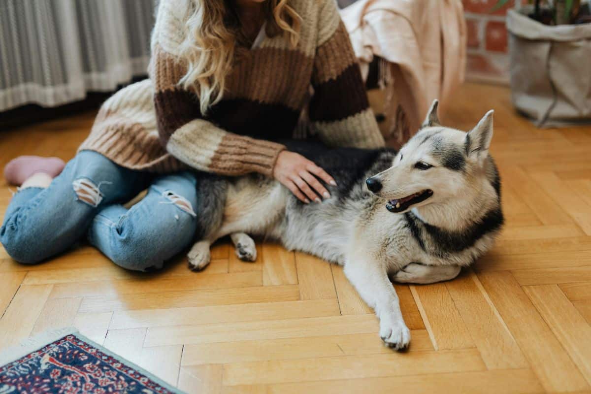vacation pet sitting