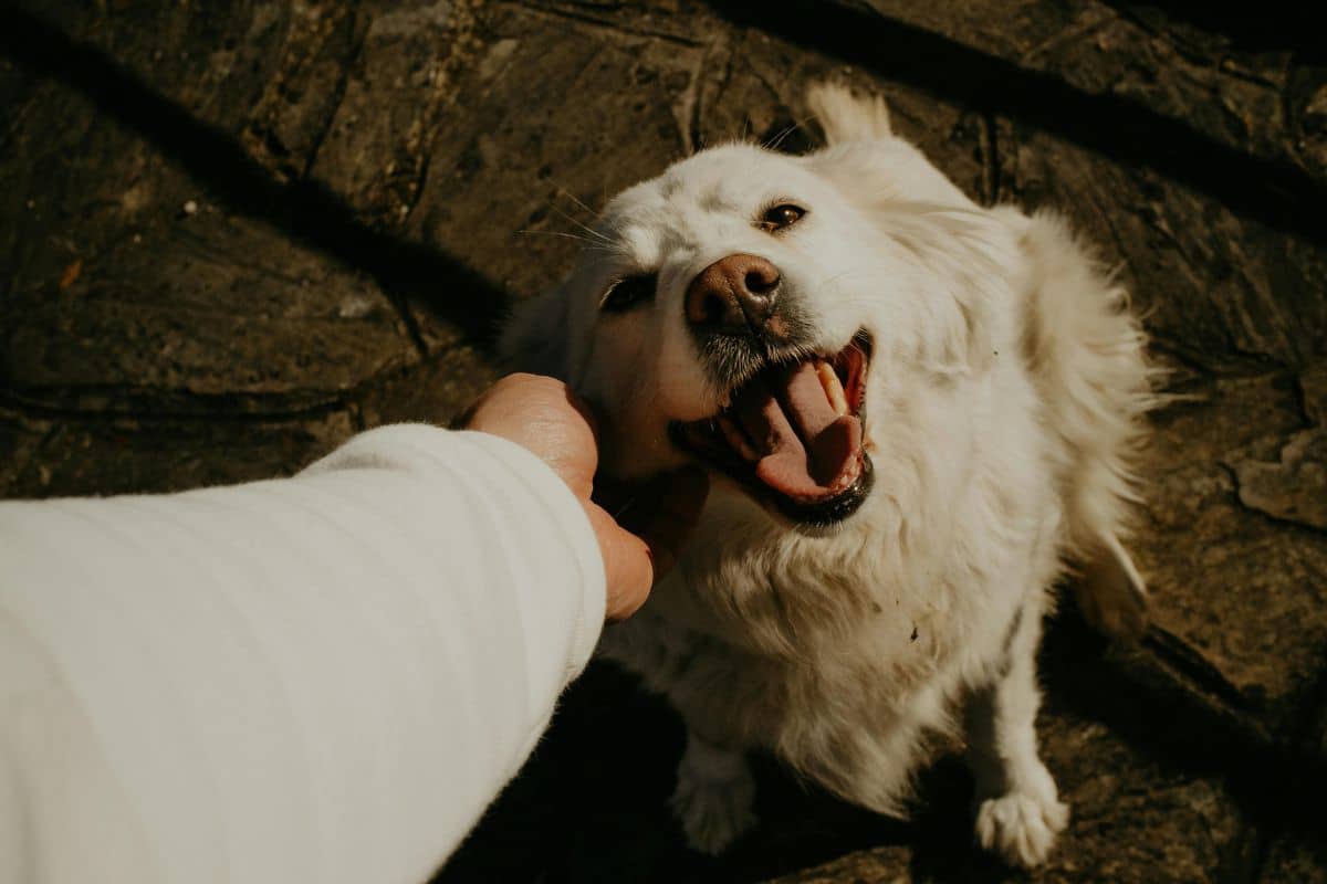 vacation pet sitting to dos