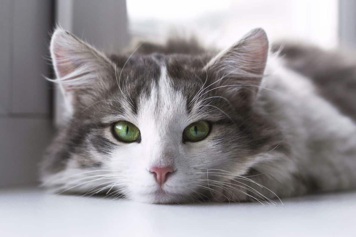 vacation pet sitting