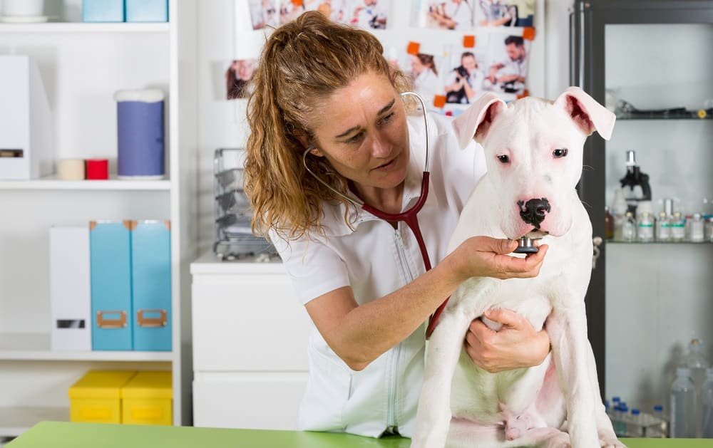 vet care for your dog