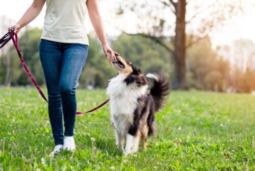 common dog walking mistakes