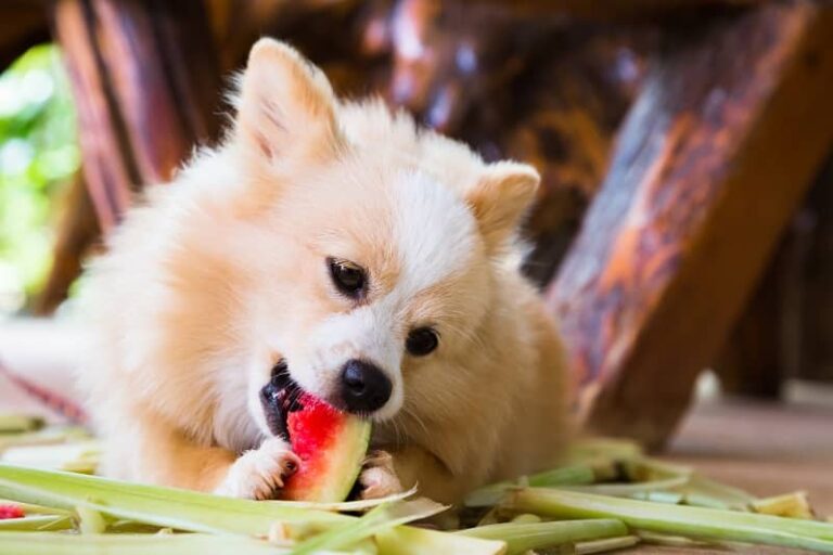 watermelon healthy dog snack