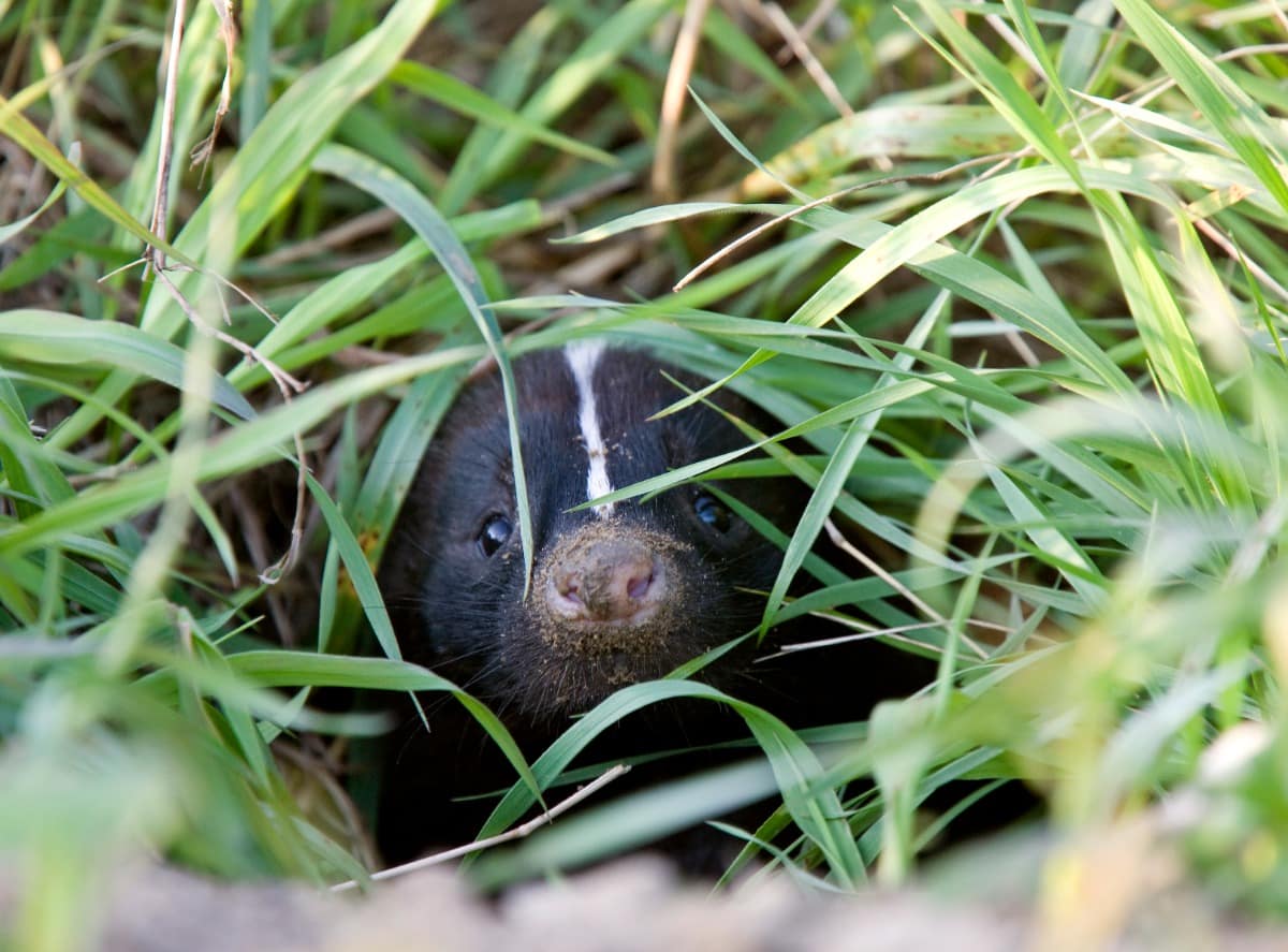 tips for protecting your dog from getting sprayed by a skunk