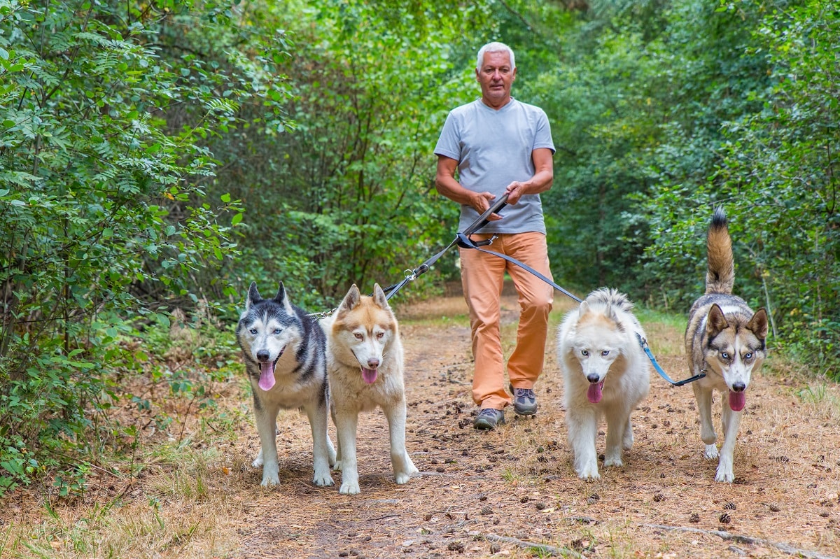 steps to have a successful pack walk