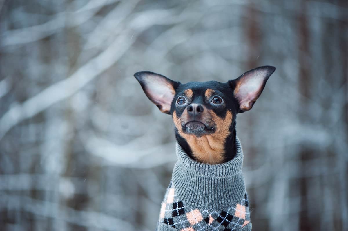 winter dog walking tips and essentials